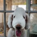 달이네 애견미용실 이미지