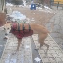 멍멍이네 이미지