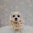 슈가 펫살롱 이미지