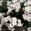 막내아들한의원 이미지