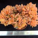 상학농장 이미지