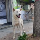 박성식동물병원 Daum카페