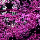 제8회 서귀포오페라페스티벌 [그랜드 오페라 갈라콘서트] | 2026 양재천 벚꽃 등 축제 일정 포토존 공연 푸드존 체험존