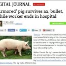 총알돼지 이미지