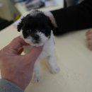 강아지분양 말랑퍼피 이미지