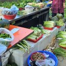 경주시서면도리보건진료소 | 경주 도리마을 은행나무숲 이번 주 피크 24년 11월 12일 상황