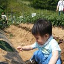 유준농장 Daum카페