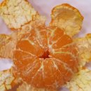 효돈농업협동조합 | [리뷰] 다우렁 효돈 감귤