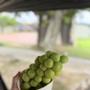 기봉이 농장 | 금귤팜 신선한 여름과일 샤인머스켓 후기