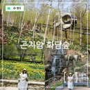 LG꽃화원 | 경기도 광주 가볼만한곳 곤지암 화담숲 실시간 모노레일 예약 방법 벚꽃 수선화