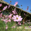 오영순농장 이미지