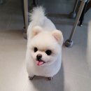 에덴동물병원 이미지