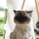 사임당로18길 22-4 이미지