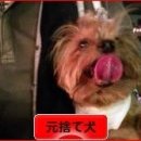 마모루