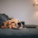 자양동물병원 이미지