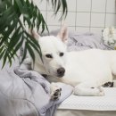 맥스동물병원 이미지