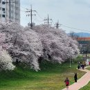 광주 천변길1 | 광주 벚꽃명소 추천, 광주천 산책로와 카페 만월 방문 후기