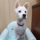 블루핸즈용원웅동점