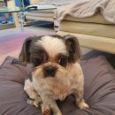 삐삐 펫살롱 이미지