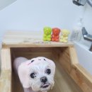아지케어 이미지