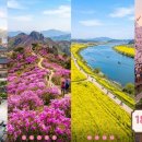 매화마을사거리.장미마을8단지 | *매화부터 철쭉·유채·벚꽃까지, 경남 봄꽃 명소 18선 총정리