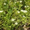 # 반려 식물 _ 벼룩이 자리 Thyme-leaved sandwort 효능 및 부작용 영양 성분 섭취 방법 후기 일지 기록