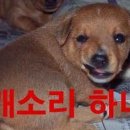 하네