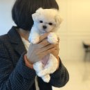 미즈멍 강아지분양 구미점 | 대구강아지분양 입양후기가 많은 아이러브독