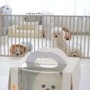 푸플리 케이크 이미지