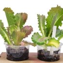 스마트팜 이미지