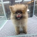 창원강아지분양 헬스독 애견입양 말티푸들포메라니안미니비숑 이미지