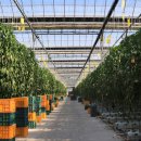 스마트팜의 미래 이미지