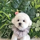 밀크펫살롱 이미지