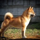 시바견 전문 가도켄넬 이미지