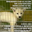 아기강아지 이미지