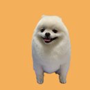 이레네 강아지 이미지