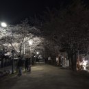 야간 벚꽃 그리고 커피/원래 꽃구경은 저녁 ㅋㅋ/3월25일 월요일 저녁 9시 반 이미지