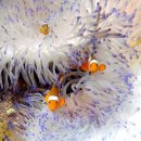 삼휴경로당 | 코타키나발루 1~2일차｜스쿠버다이빙·맛집·마사지 후기