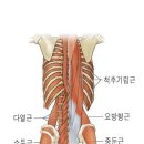 다열근과 척추 이미지