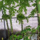 파파야1 이미지