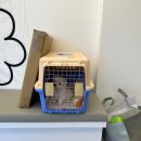 베베독 강아지분양 대구본점 이미지