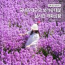 영천강변공원 공중화장실(2) | 경북 영천 보라유채꽃 실시간 개화상황 주차장 포토존 작약 양귀비
