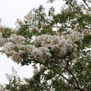 흰배롱나무꽃 이미지