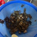 서부농업협동조합광리지점 | 🦀태안 황도 해루질🦀_행담도 휴게소, 태안 빨강펜션