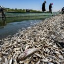 은빛물고기 이미지