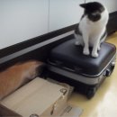 하룻고양이