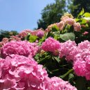 구미 다온숲화장실 | 수국 명소 구미 다온숲 (개화 상황, 주차정보, 화장실 위치)