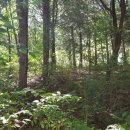 좌구산 오토캠핑장 이미지