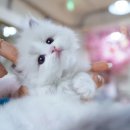 강남 고양이 분양 캣프렌즈 이미지