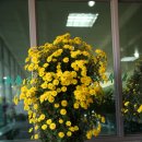 [화천여행] 국화꽃 향기 그윽한 제16회 화천 국화전시회 이미지